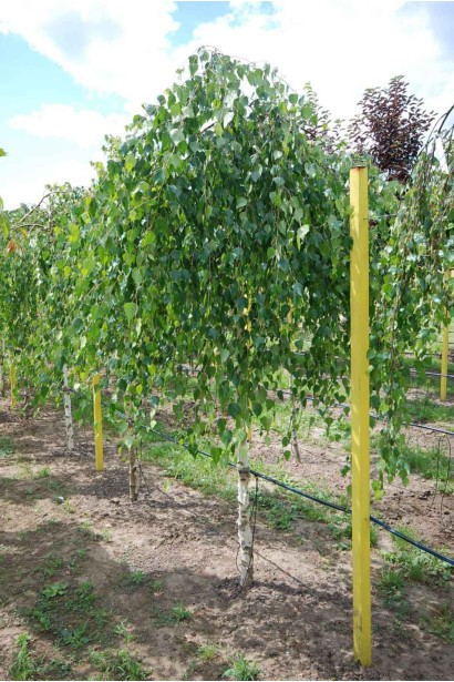 Береза бородавчата Юнгі  - ком/вис.240-250см/Ø100-120см/ШТАМБ 210-220см/обхват 14-16см